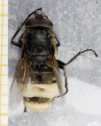 Pollenia sp.